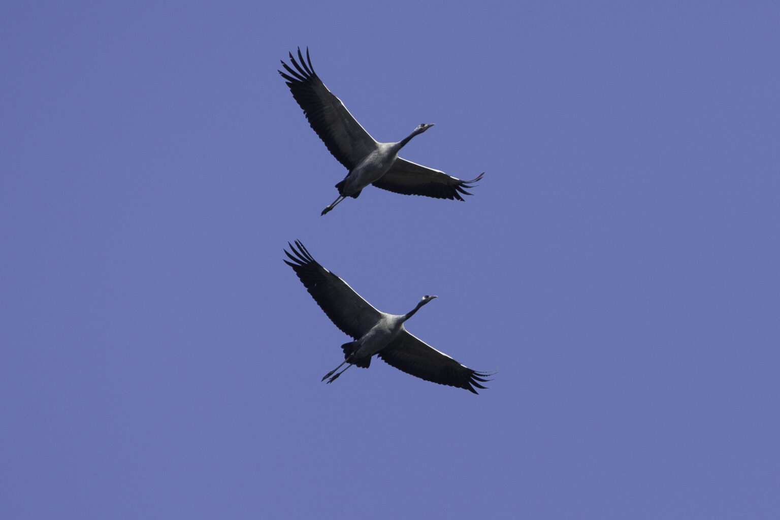 Grues cendrées